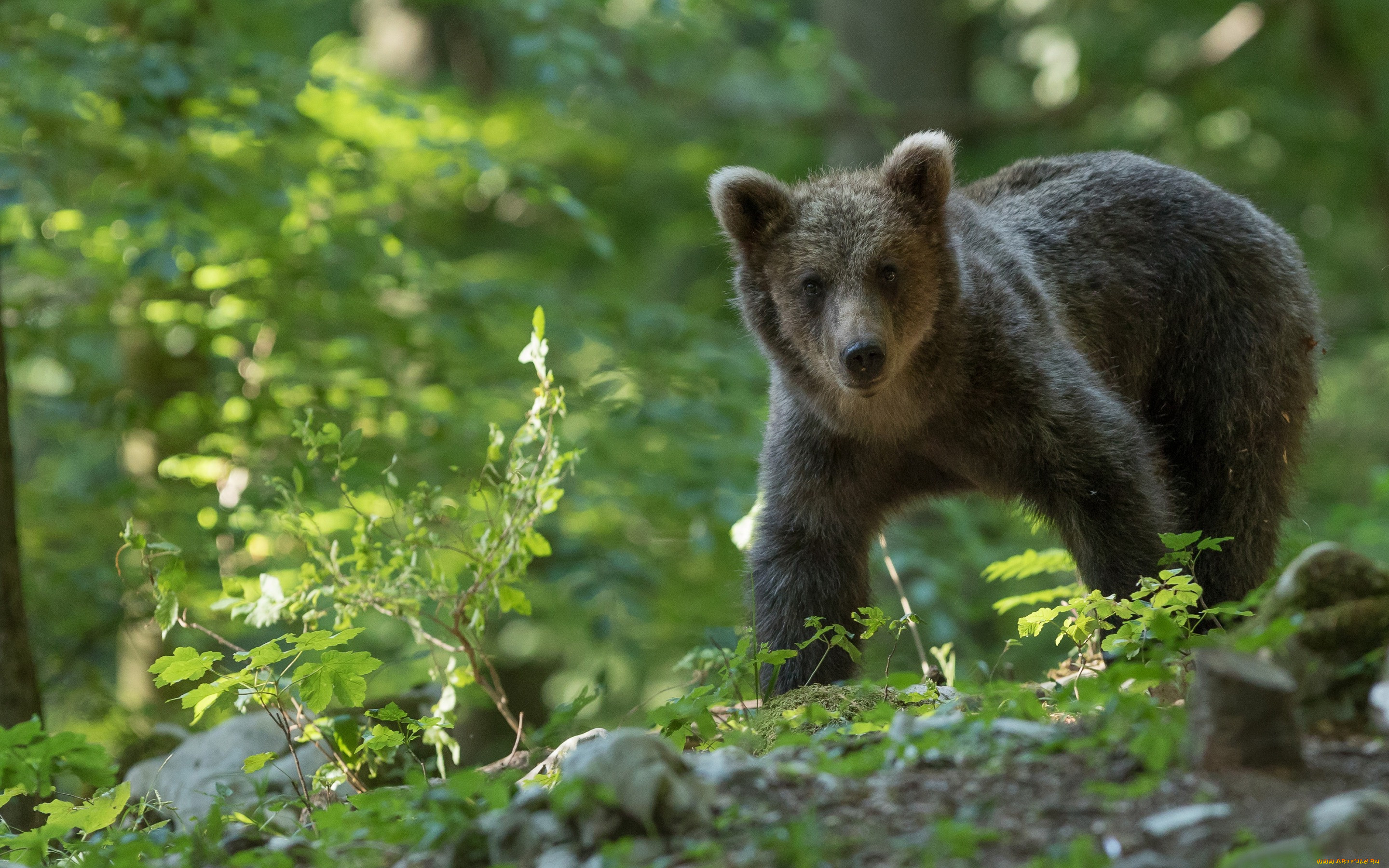Баварский лес медведь